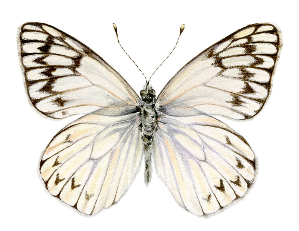 Mariposa blanca preandina, del género tatochilas, es de las pocas que se han adaptado al clima patagónico, a sus fuertes vientos y temperaturas.Vuela en ambas cordilleras, la precordillera andina y la cordillera de la costa en ambientes húmedos y boscosos ©Antonia Reyes
