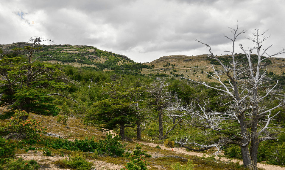 Bosque patagónico ©Paula Díaz Levi