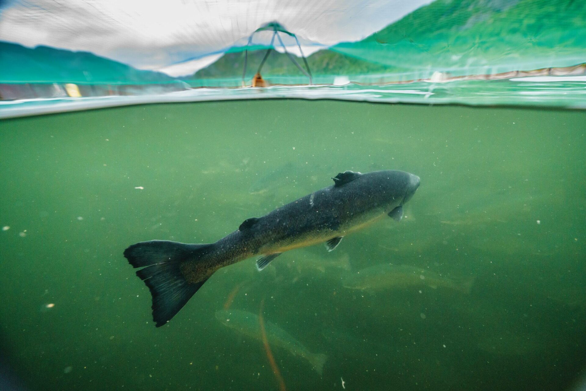 Estado Salmonero el documental que busca detener la expansión de las salmoneras en Magallanes