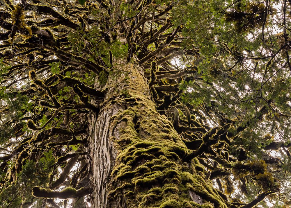 Huellas en el bosque: una exposición de fotografía de la naturaleza en Los Lagos