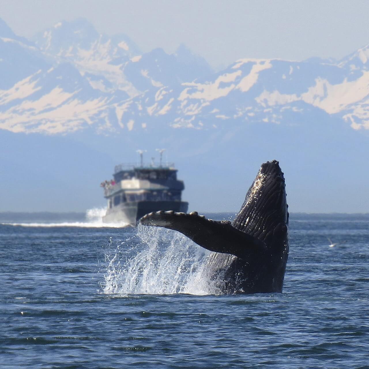 Contaminación Acústica Marina: la amenaza invisible que pone en peligro a los cetáceos