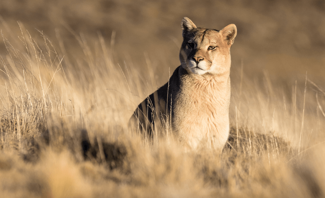 Coyhaique: Estreno de Documental «The Wild Andes» y Conversatorio ¿Por qué Parques Nacionales?