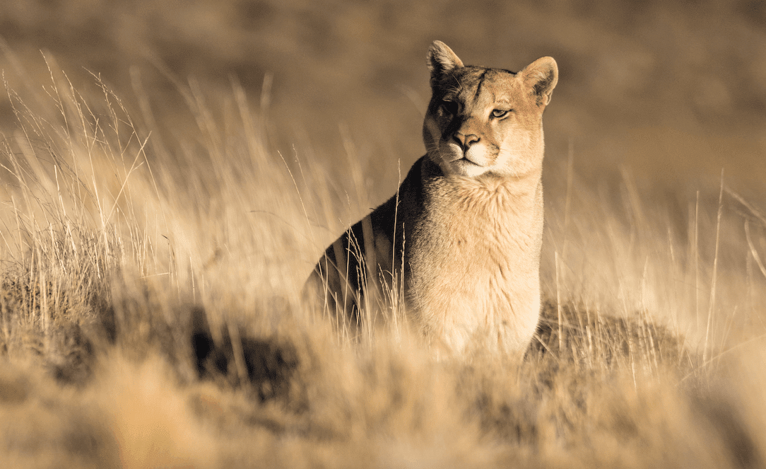 Puma ©Nicolás Lagos