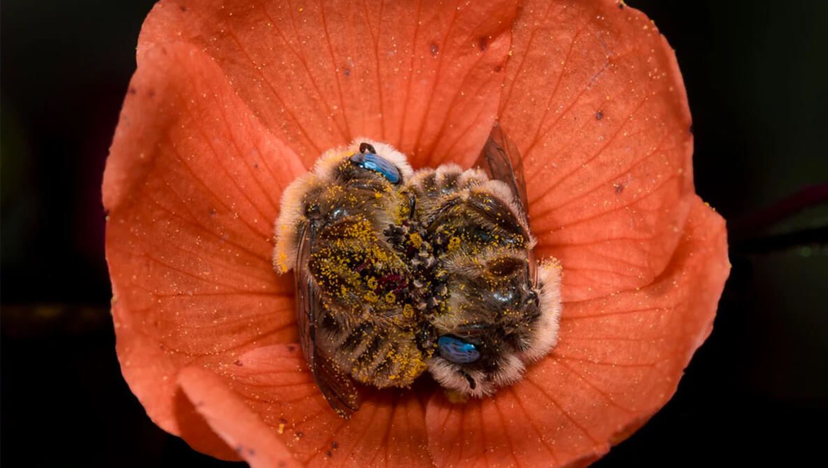 Dos tiernas abejas durmiendo al interior de una flor