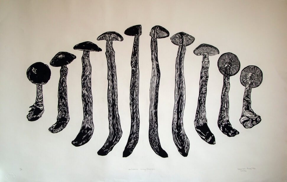 El fascinante mundo de los hongos retratado por artistas ayseninos