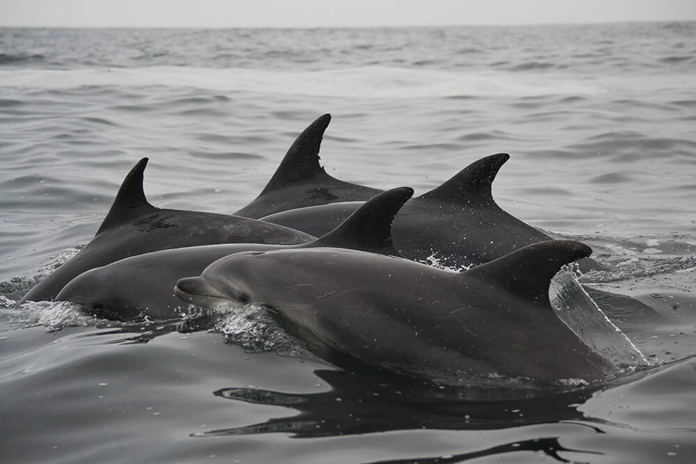Delfines nariz de botella ©Romina Bevilacqua
