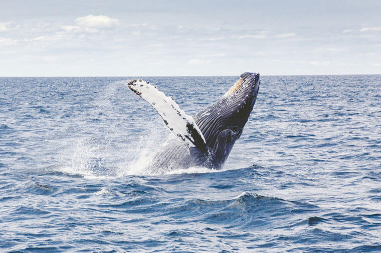 Aumenta el número de ballenas jorobadas en las aguas patagónicas