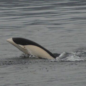 Fotografían por primera vez al delfín liso en el Estrecho de Magallanes