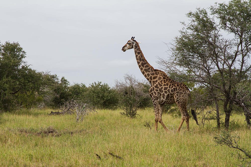 Parque Nacional Kruger: un imperdible para amantes de los animales