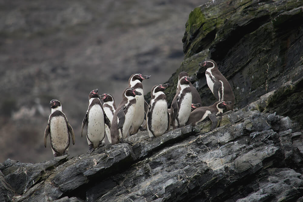 Pingüinos de Humboldt ©Romina Bevilacqua