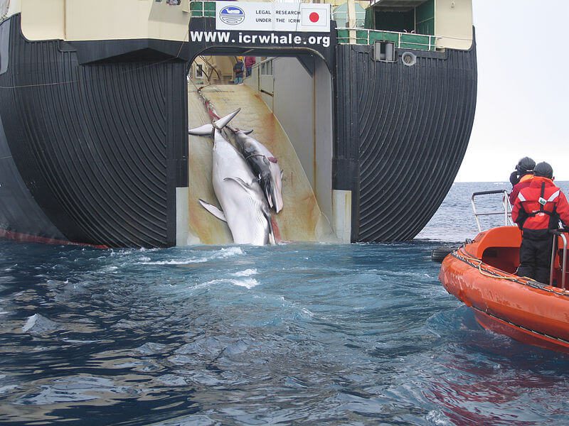 Japón reinicia caza comercial de ballenas después de 30 años