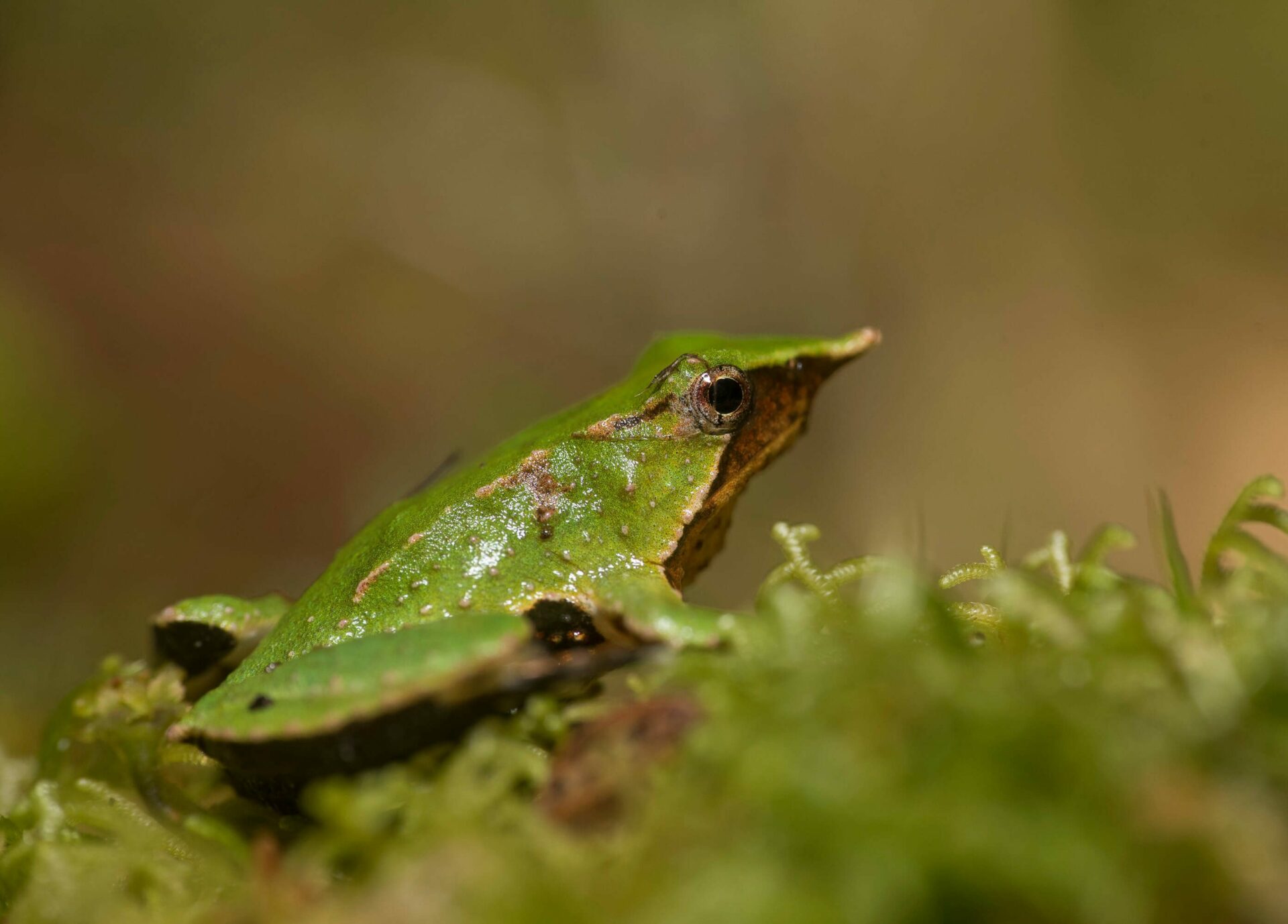 ¡Atención Región de Los Lagos! Llega Documental The Wild Andes junto a conversatorio sobre patrimonio natural