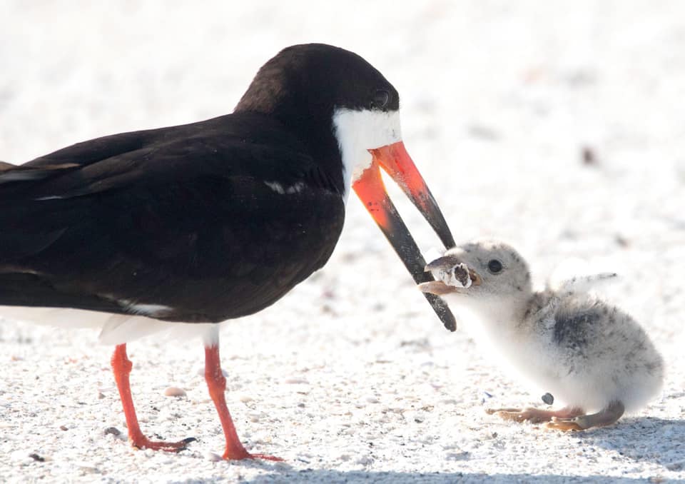 La desoladora imagen que muestra a un ave alimentando a su polluelo con una colilla
