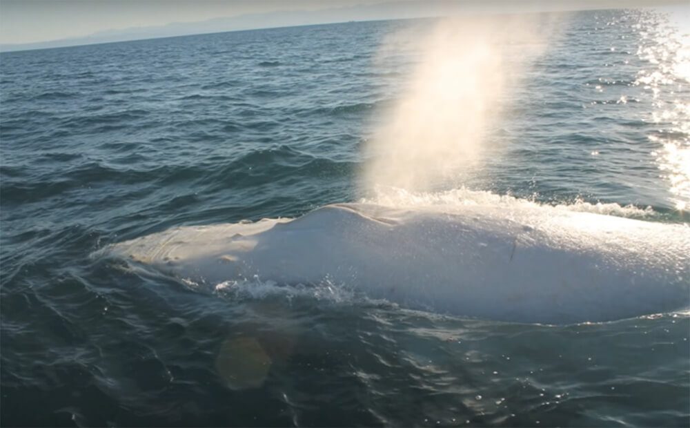 Migaloo: la famosa ballena jorobada blanca es avistada nuevamente en Australia