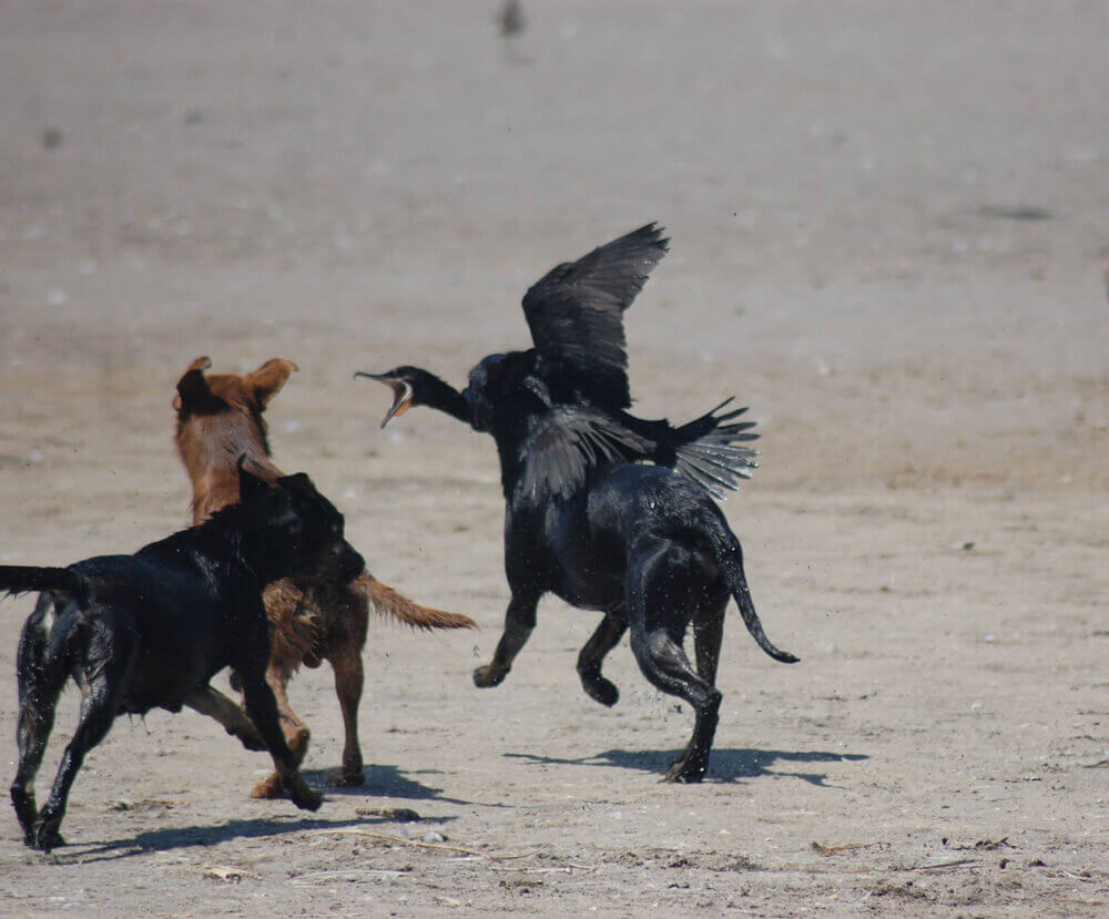 Perros atacan a un yeco ©Conaf