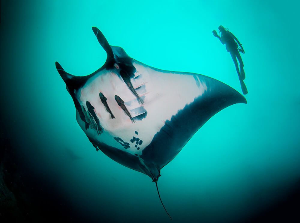 Como pez en el agua: el joven fotógrafo submarino que representará a Chile en España