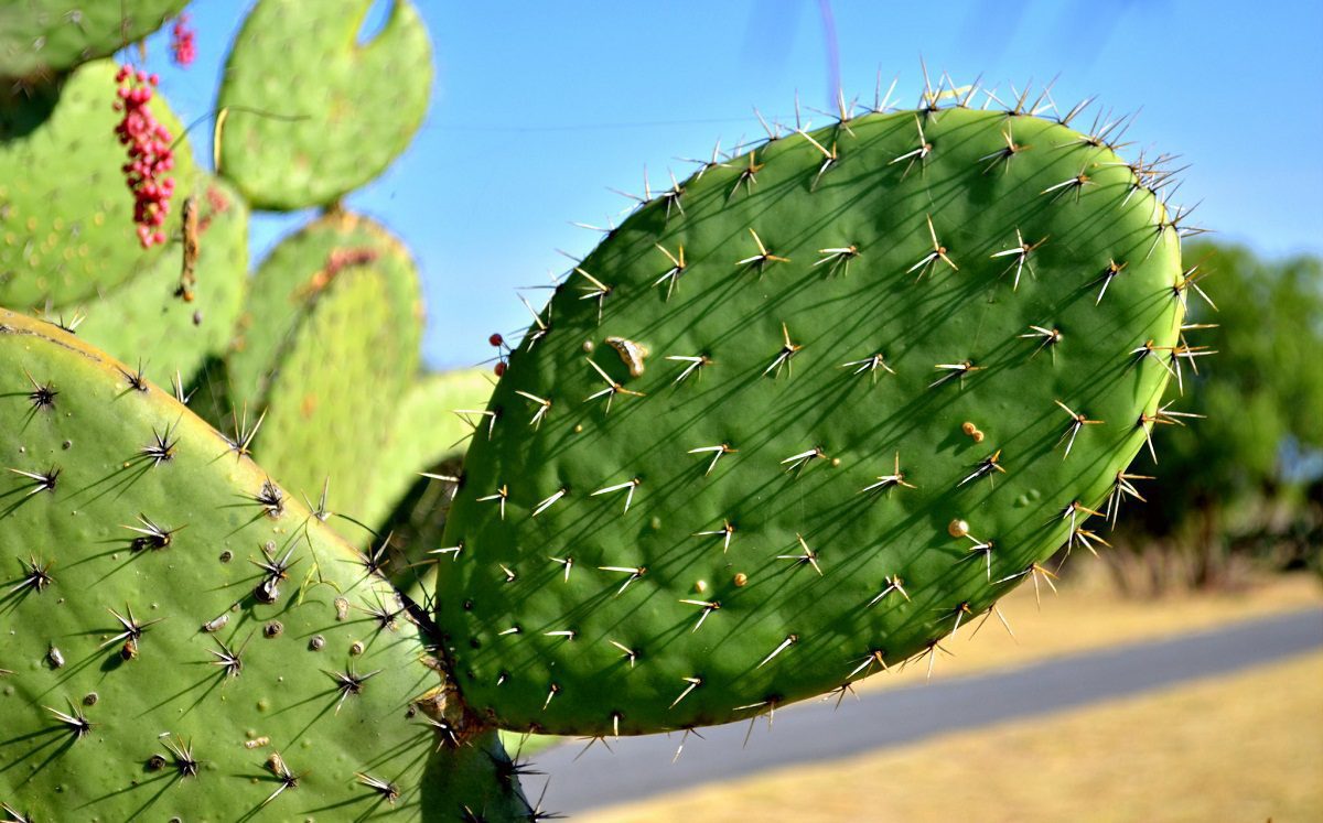 Científicos descubren cómo transformar el jugo de un cactus en plástico biodegradable