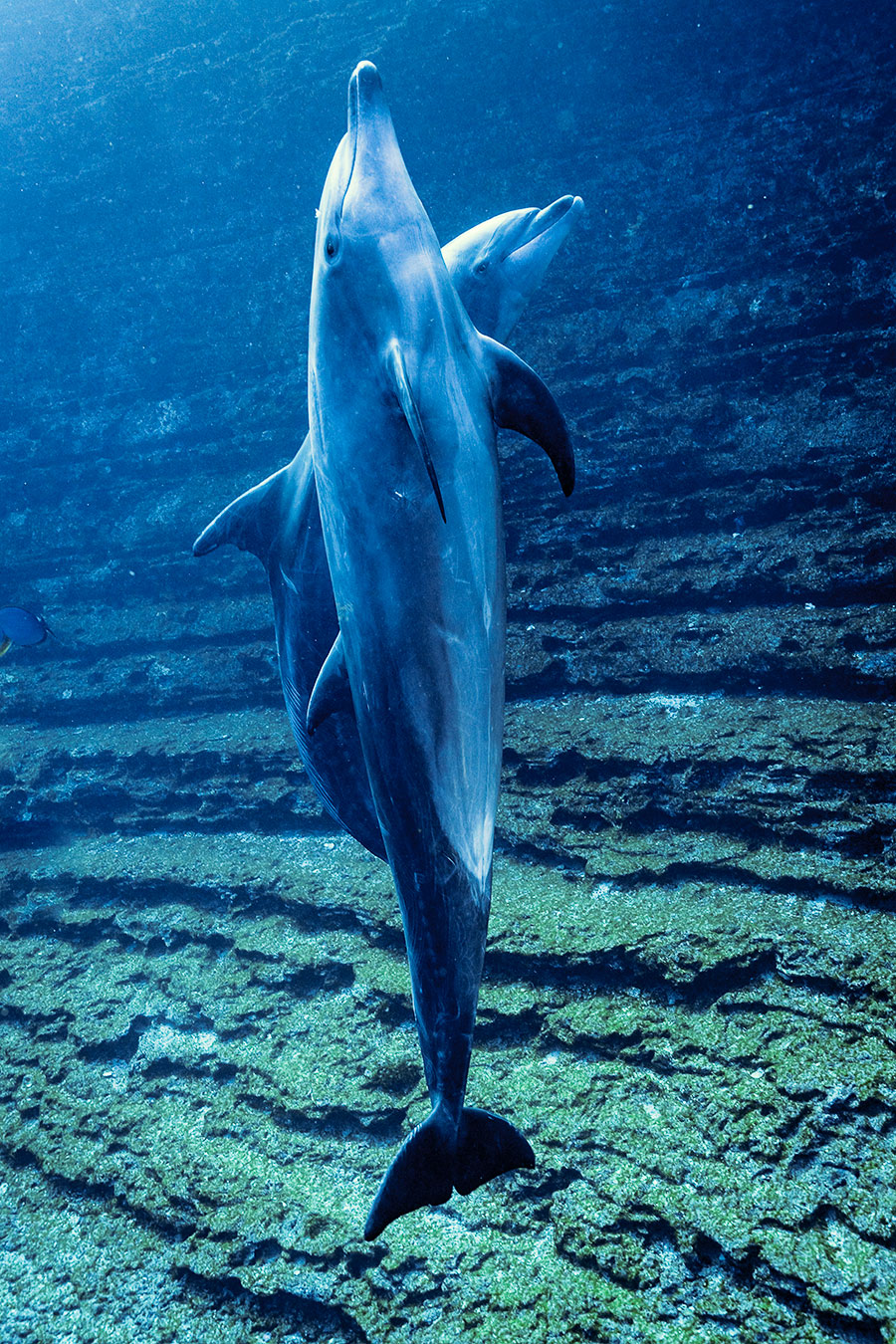 Delfin nariz de botella ©Eduardo Carrasco