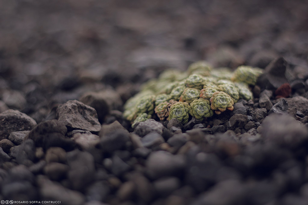 Vegetación en el suelo volcánico ©Rosario Soffia