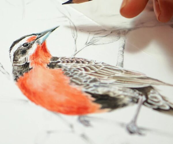 Taller Ilustración Aves de Chile