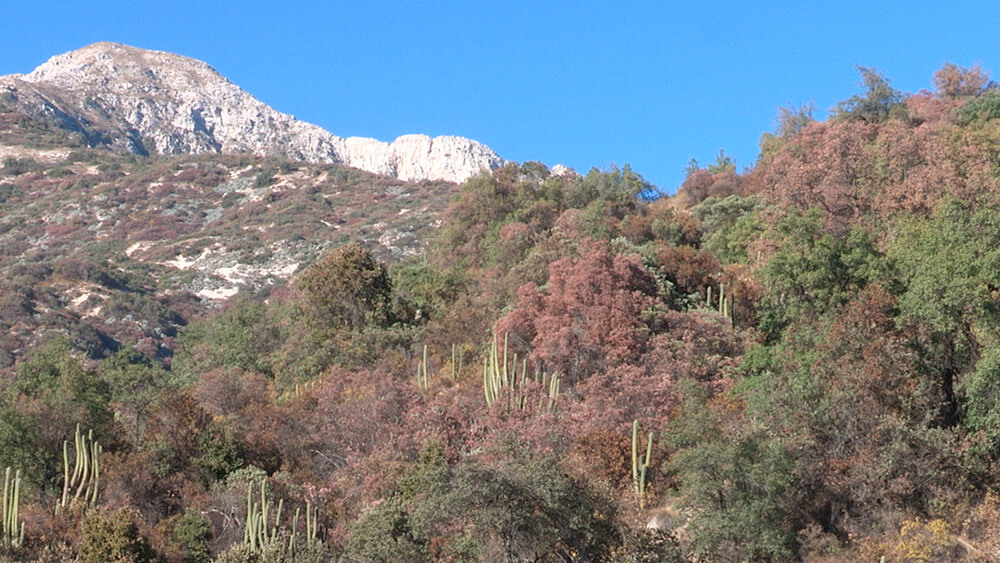 Árboles de hoja perenne evidencian el daño foliar que ha causado la sequía ©Proyecto GEF Montaña