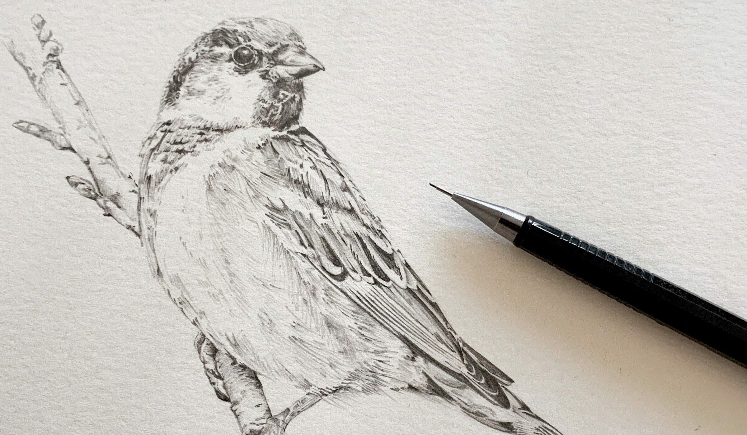 Workshop Dibujo de Aves en Grafito