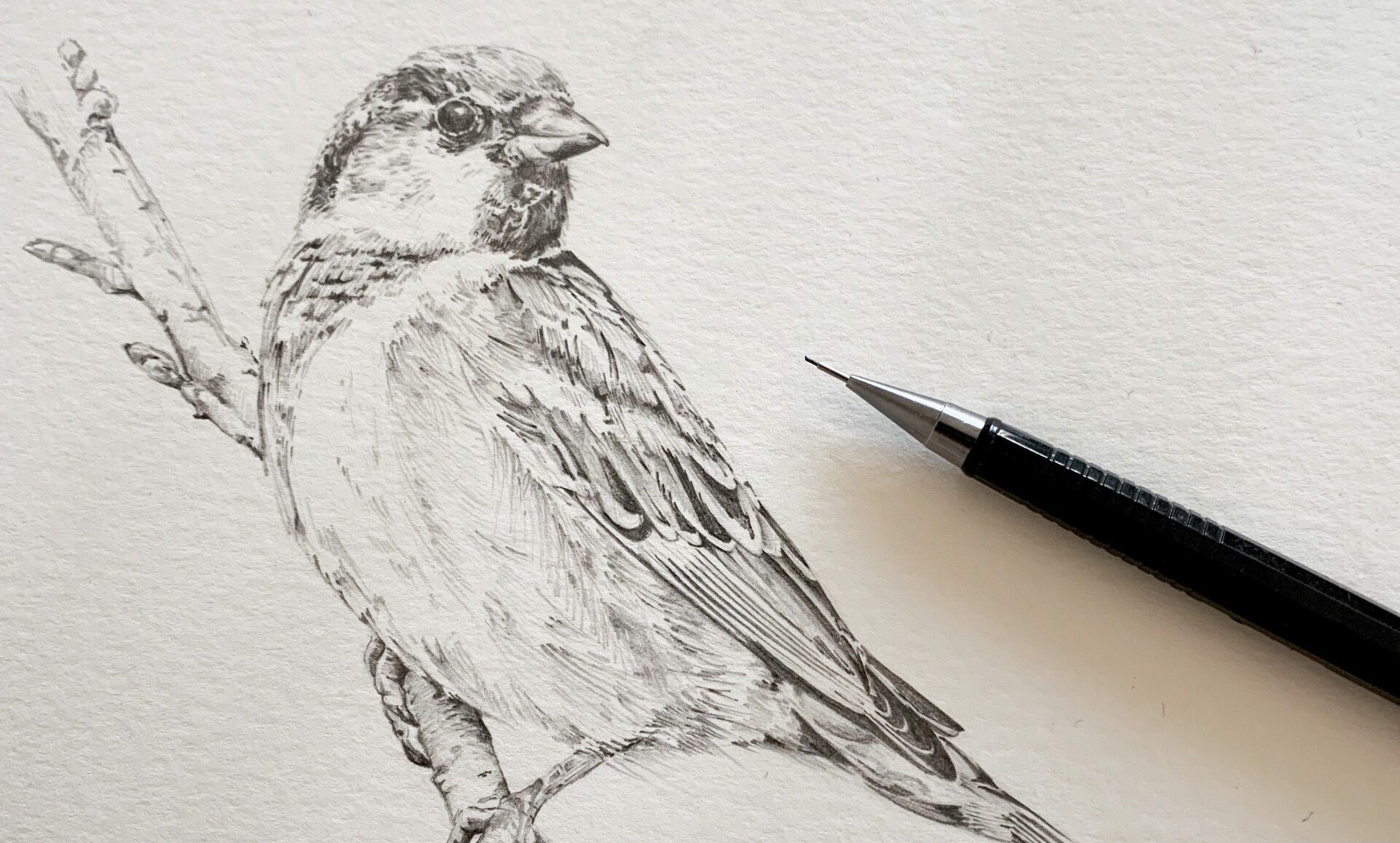 Workshop Dibujo de Aves en Grafito