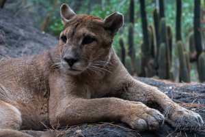 Puma: el rey de la cordillera ya no es un fantasma