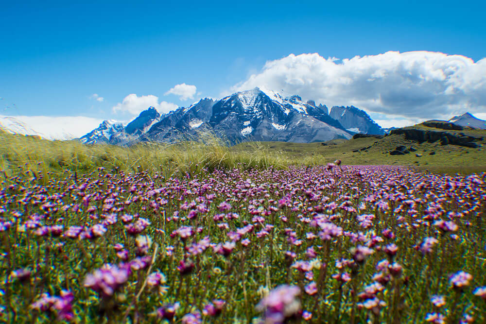 Primavera en Torres del Paine ©Cascada Expediciones