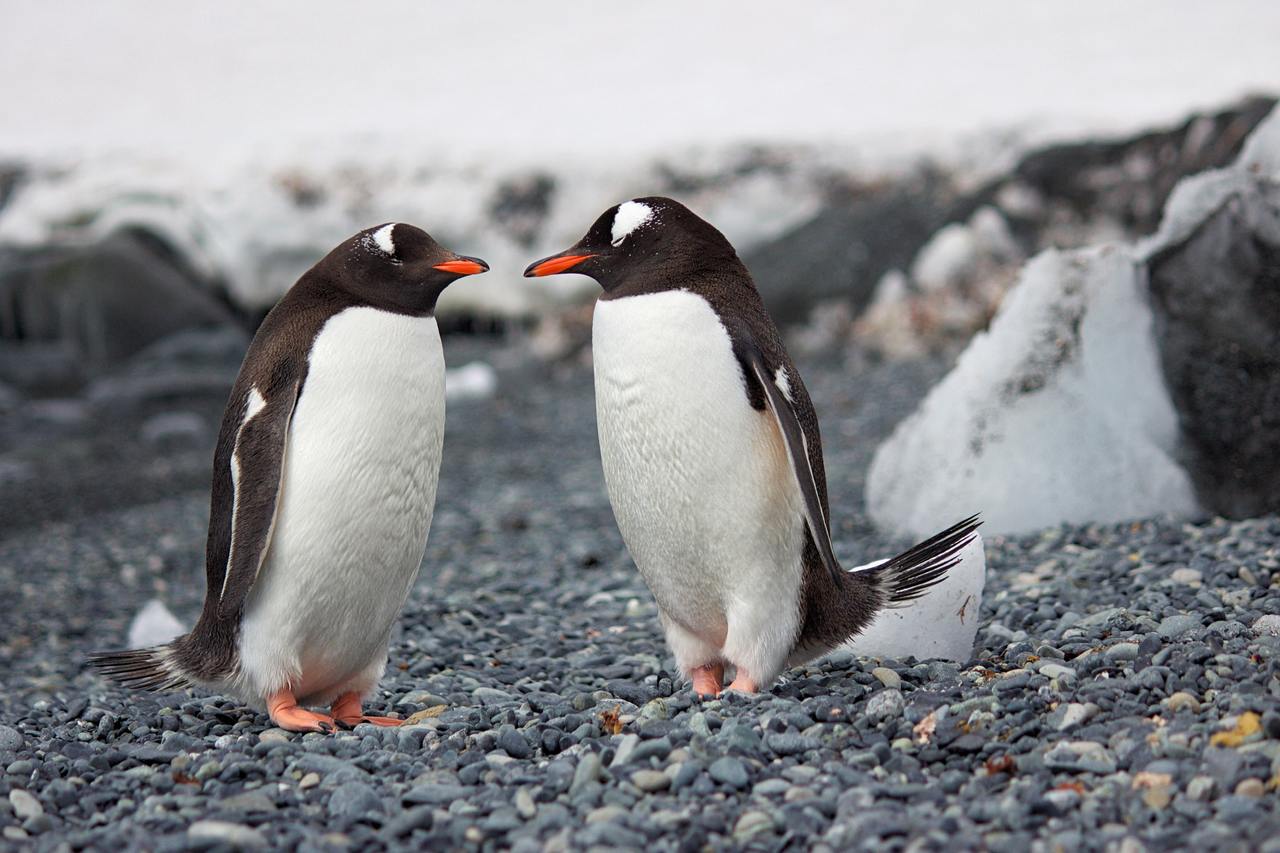 Científicos descubren microplásticos en la ingesta de animales en la Antártida