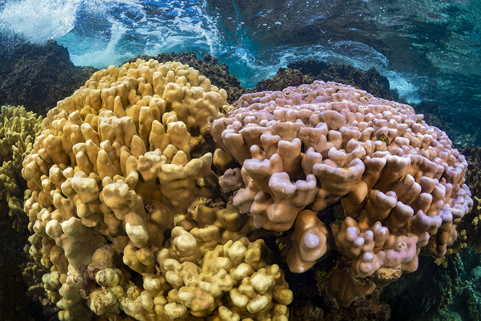 Corales/ Porites lobata ©Eduardo Sorensen
