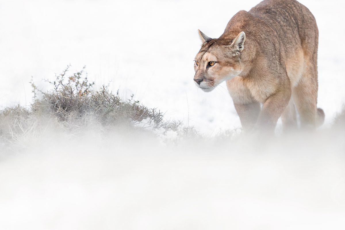 «Torres del Paine»: un libro que retrata un viaje asombroso con la fauna silvestre