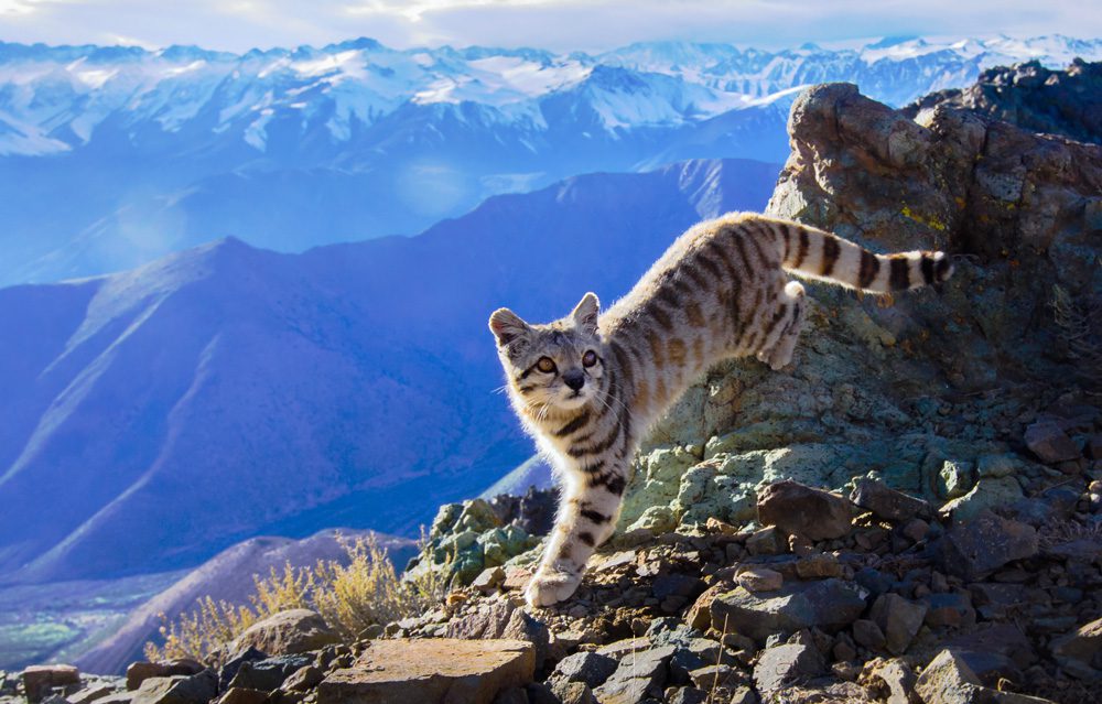 Gato Andino (Leopardus jacobitus), el misterioso felino de los Andes. ©Cristian Sepúlveda