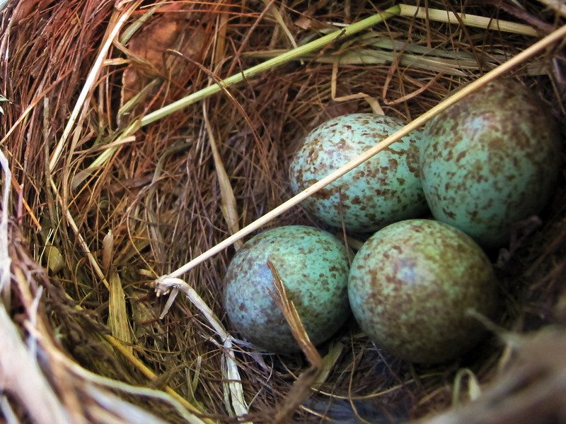 Los misterios de los huevos de aves: el por qué de sus formas y colores