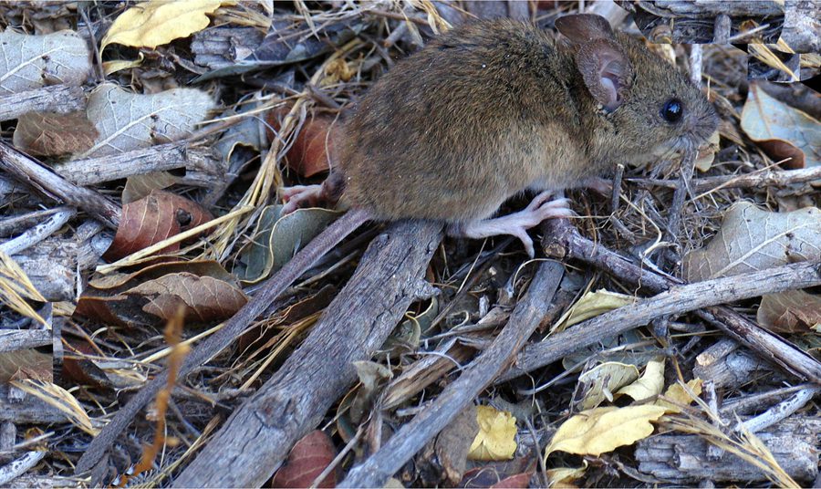 Raton colilarga, roedor nativo ©Yamil Hussein E.