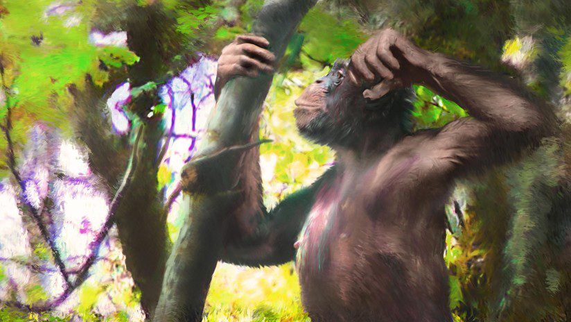 Encuentran fósiles de un primate con piernas de humano y brazos de simio