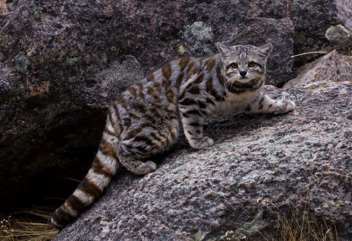Los misterios del gato andino: cómo han sido los 20 años tras las huellas del fantasma de los Andes