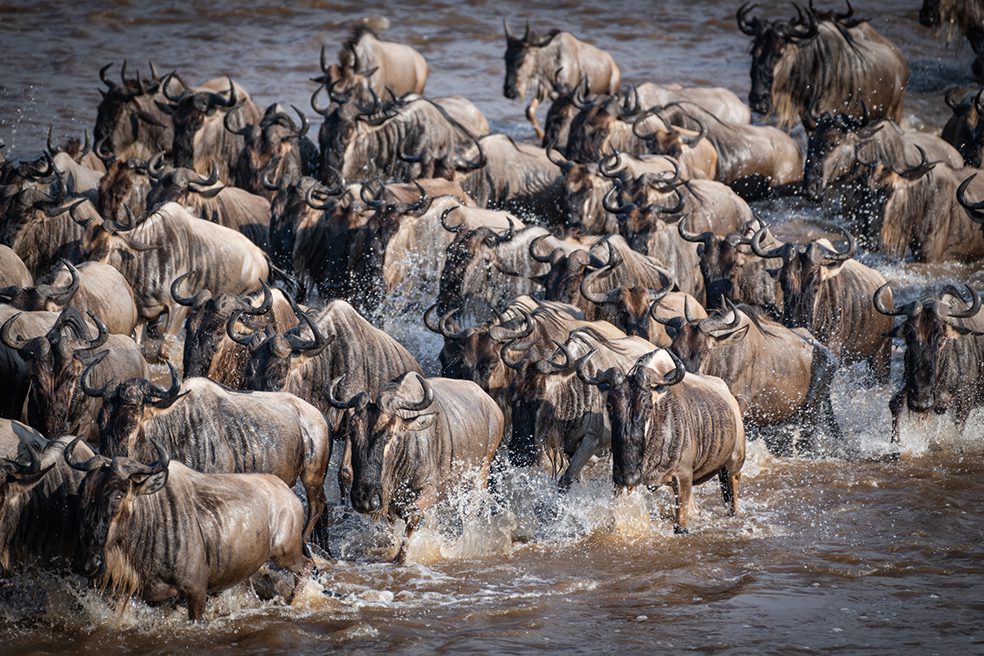 La dramática travesía de una manada de ñus por el río Mara, en Tanzania
