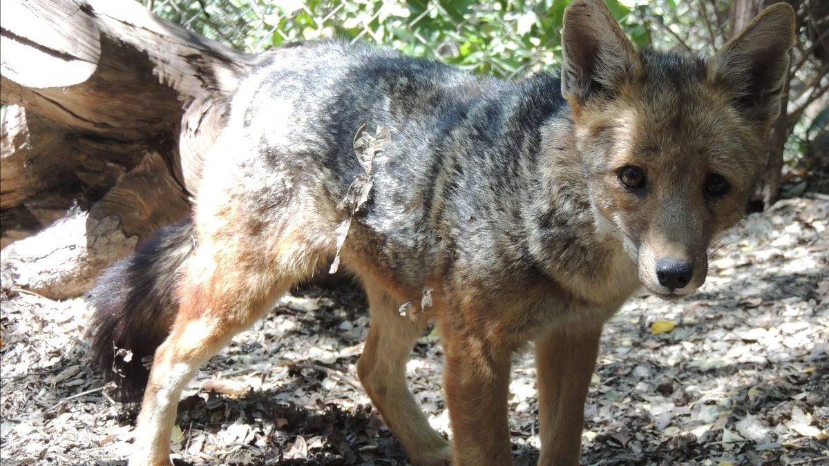 Esta Navidad haz un regalo diferente: ayuda a rehabilitar fauna chilena en peligro