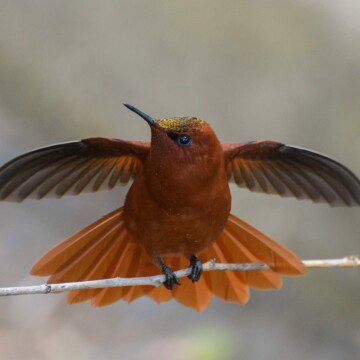 Nuevo plan busca evitar la extinción de las aves de Juan Fernández: se enfocará en especies exóticas, incendios, entre otras amenazas