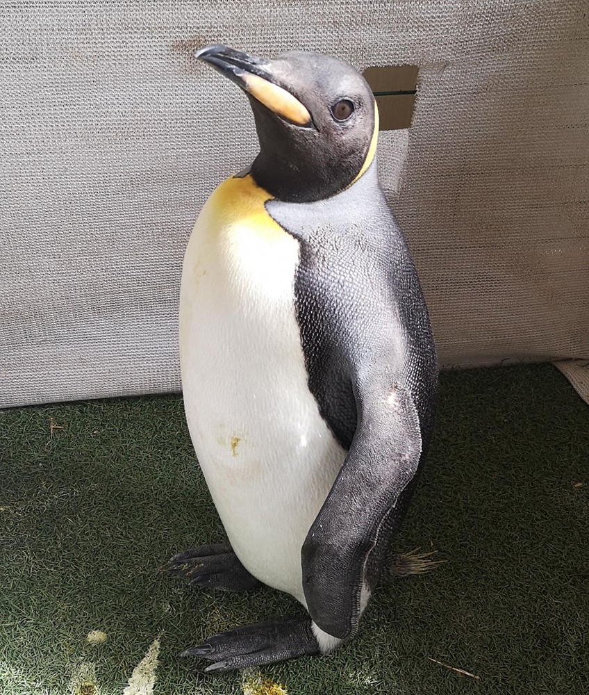 Pingüino rey en centro de rehabilitación de Fundación Ñamku ©Paulette Abarca