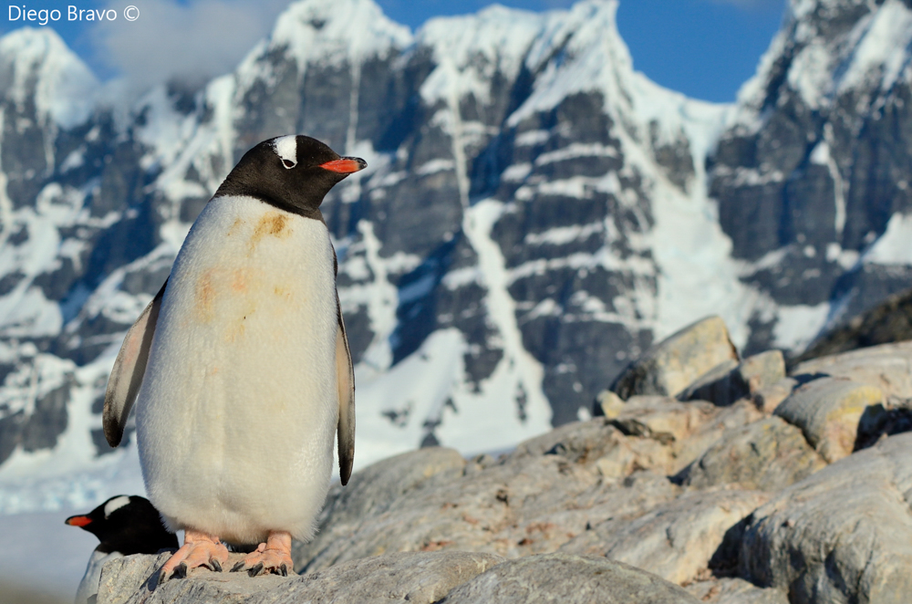 Pingüino papua en Antártica © Diego Bravo