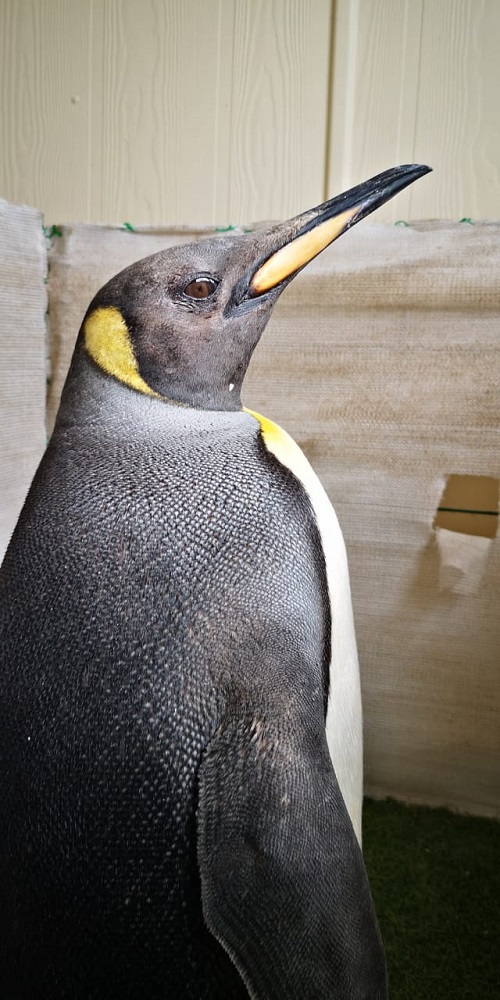pinguino rey 2 – Paulette Abarca