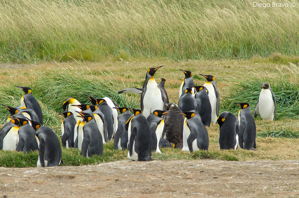 Pinguino rey ©Diego Bravo