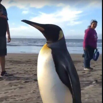 Sorpresa causa pingüino rey en las costas de Concón:  ya se encuentra a salvo en centro de rescate y rehabilitación