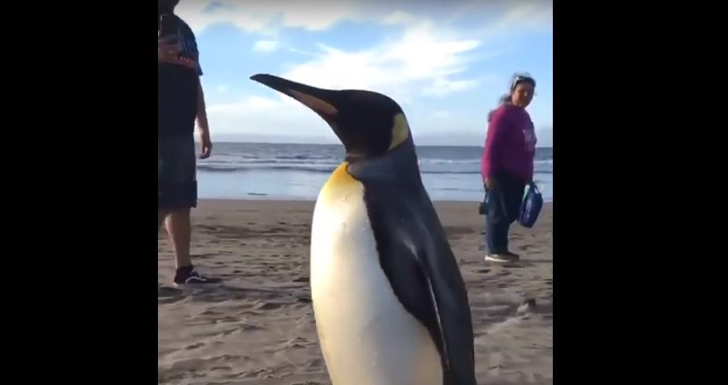 Sorpresa causa pingüino rey en las costas de Concón:  ya se encuentra a salvo en centro de rescate y rehabilitación
