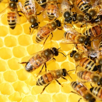 ¿Es la abeja “el ser vivo más importante del mundo”? Científicos aclaran noticia viral y llaman a visibilizar a las abejas sudamericanas
