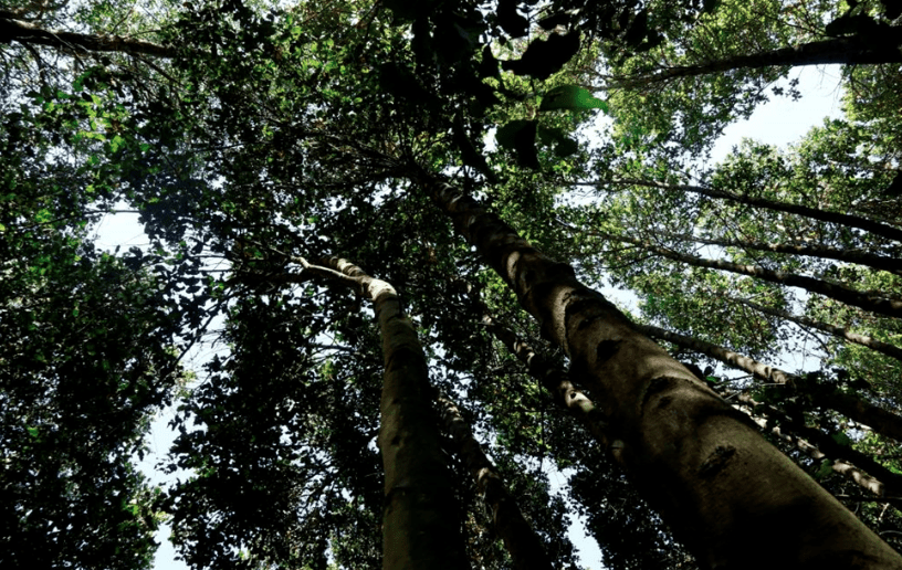 ¿Por qué es importante mantener el carbono almacenado en los bosques nativos de Chile?