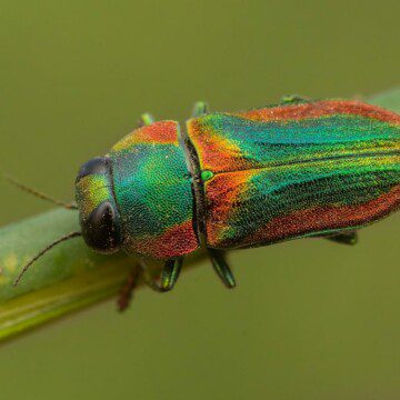 Escarabajos joya: conociendo a las “piedras preciosas” de la entomofauna chilena