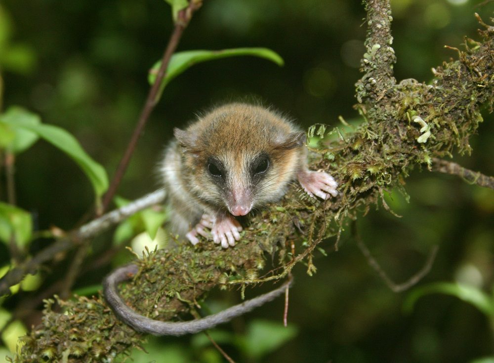 Marsupiales chilenos: conoce a estos pequeños, primitivos y excepcionales mamíferos